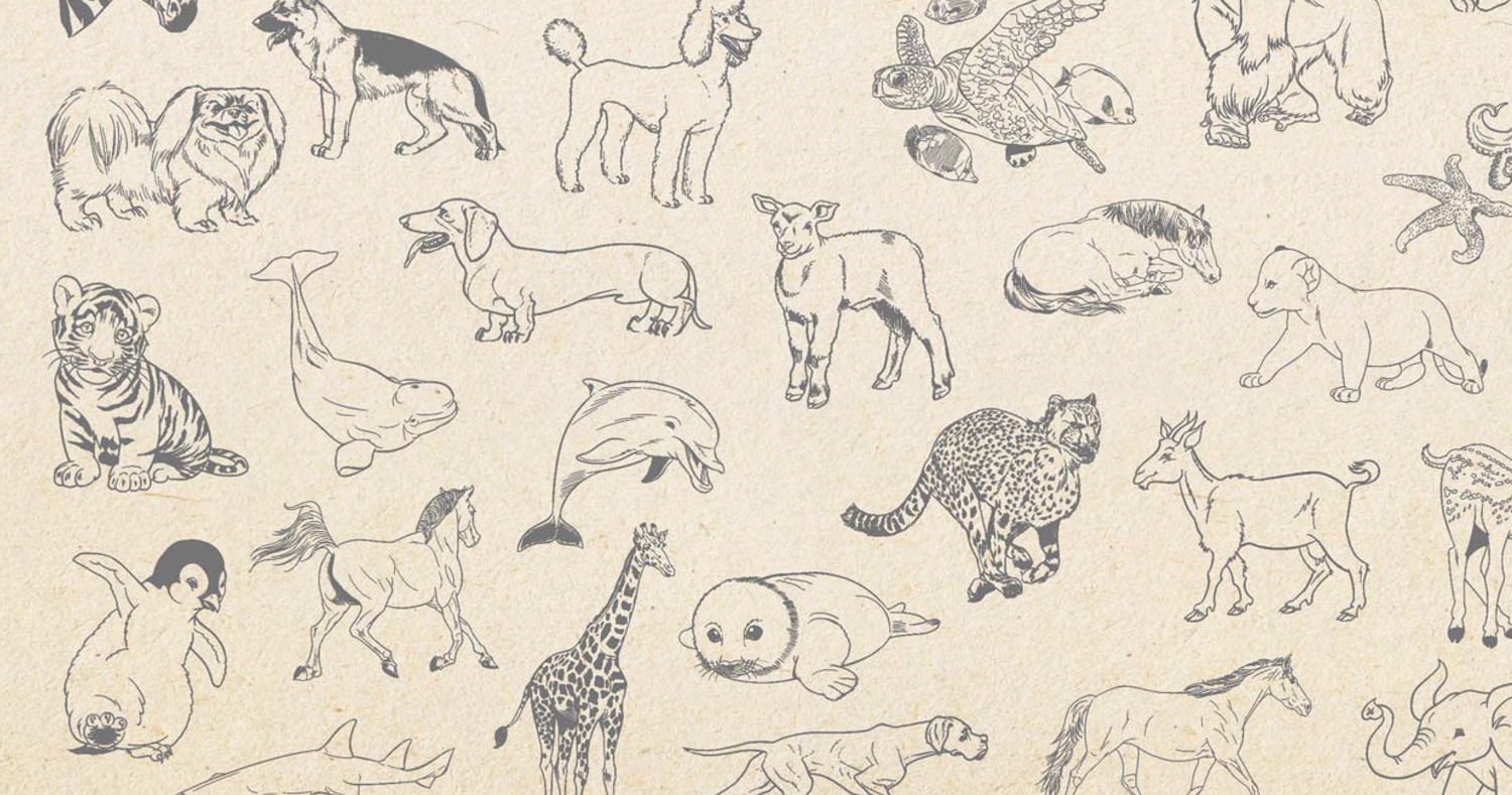 How to draw animals overview