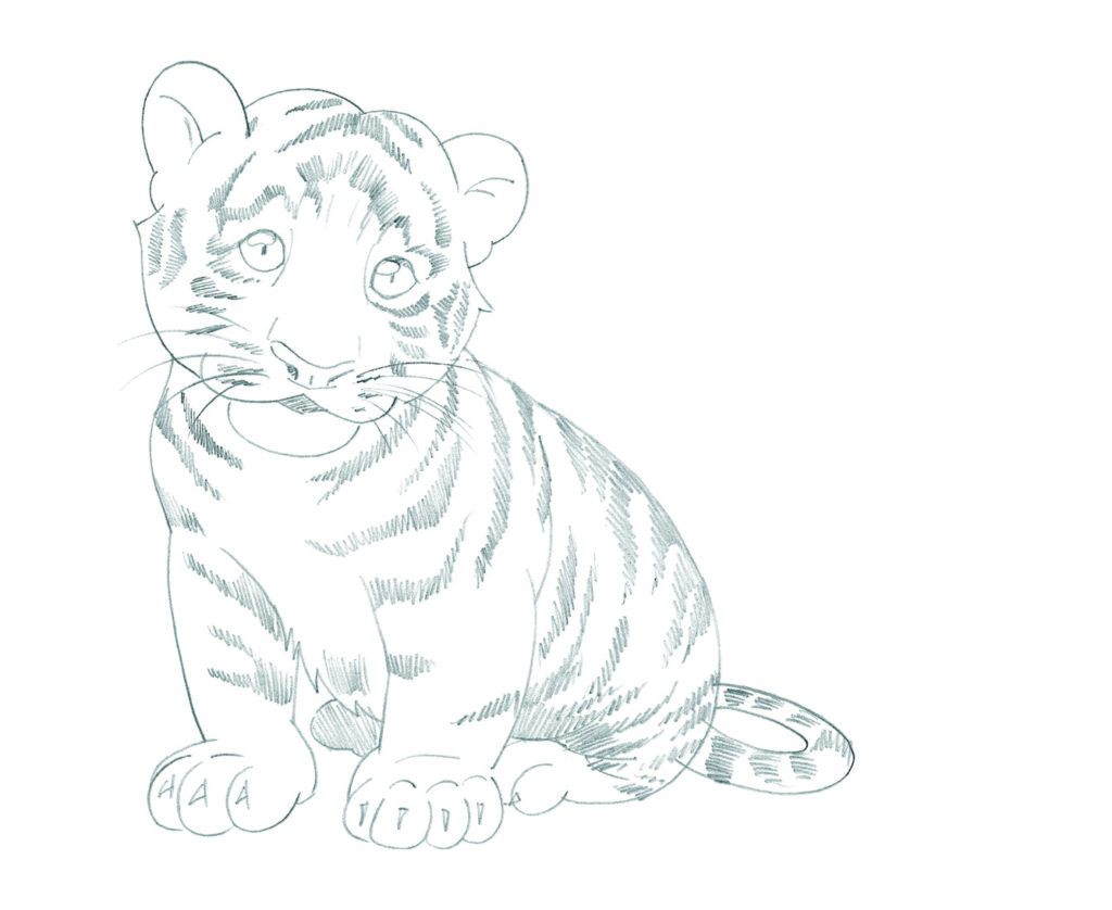 how to draw animals Tiger_6 copy